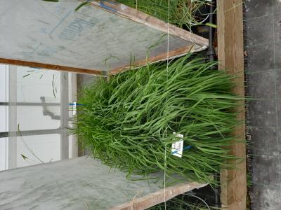 Click for 1 image(s) for this accession.